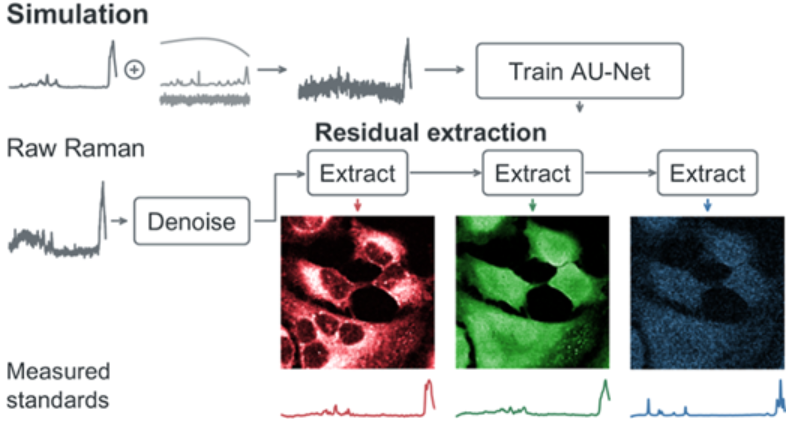Workflow: simulated spectra train an attention U-Net that denoises raw Raman data and extracts component images and spectra